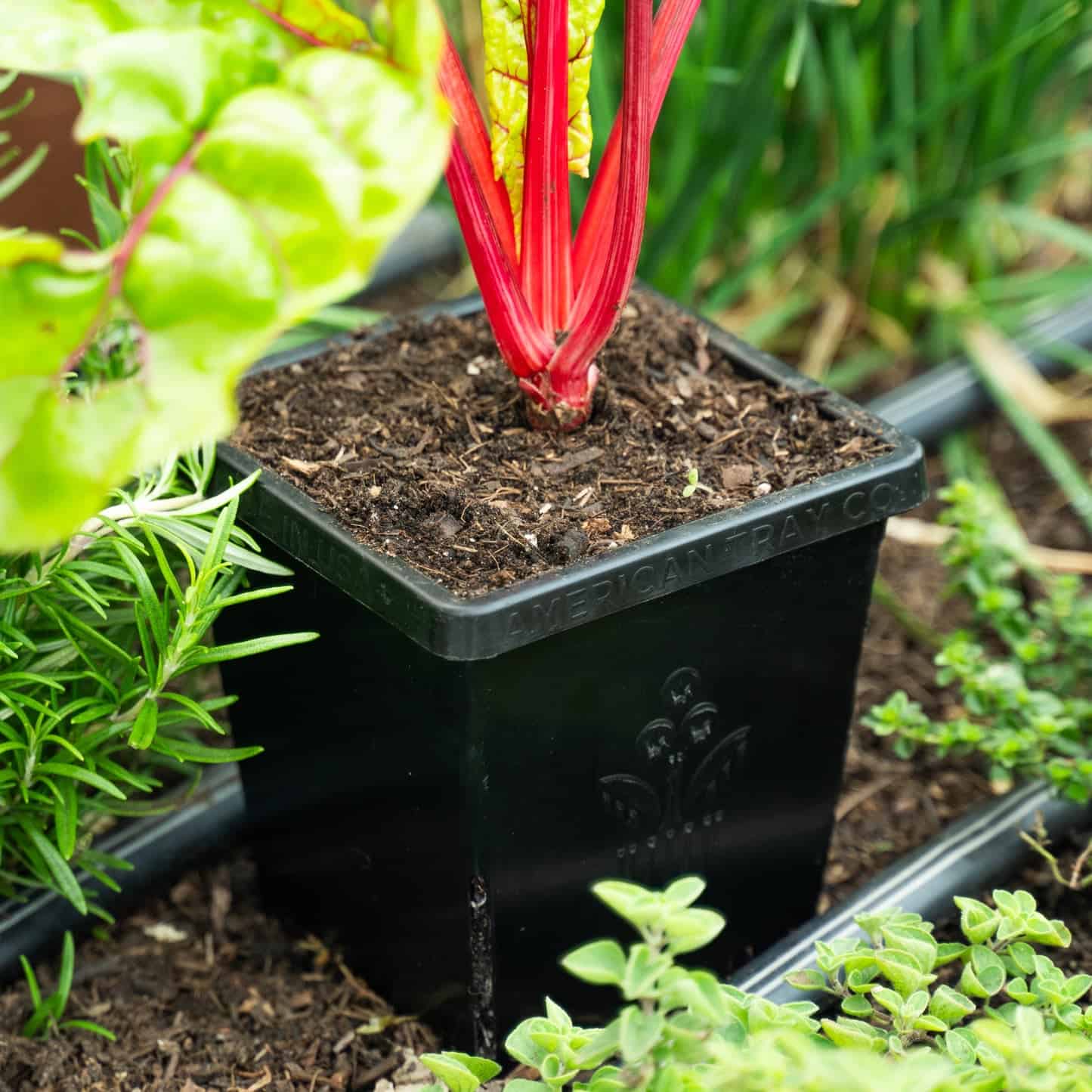 Epic 5” Cube Pot - Image 3