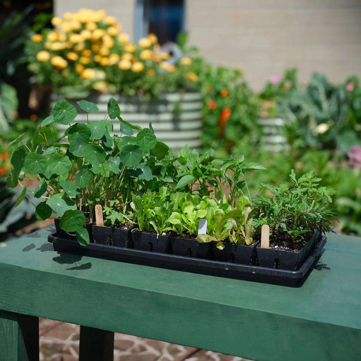 The Essential Seed Starting Kit - Image 7