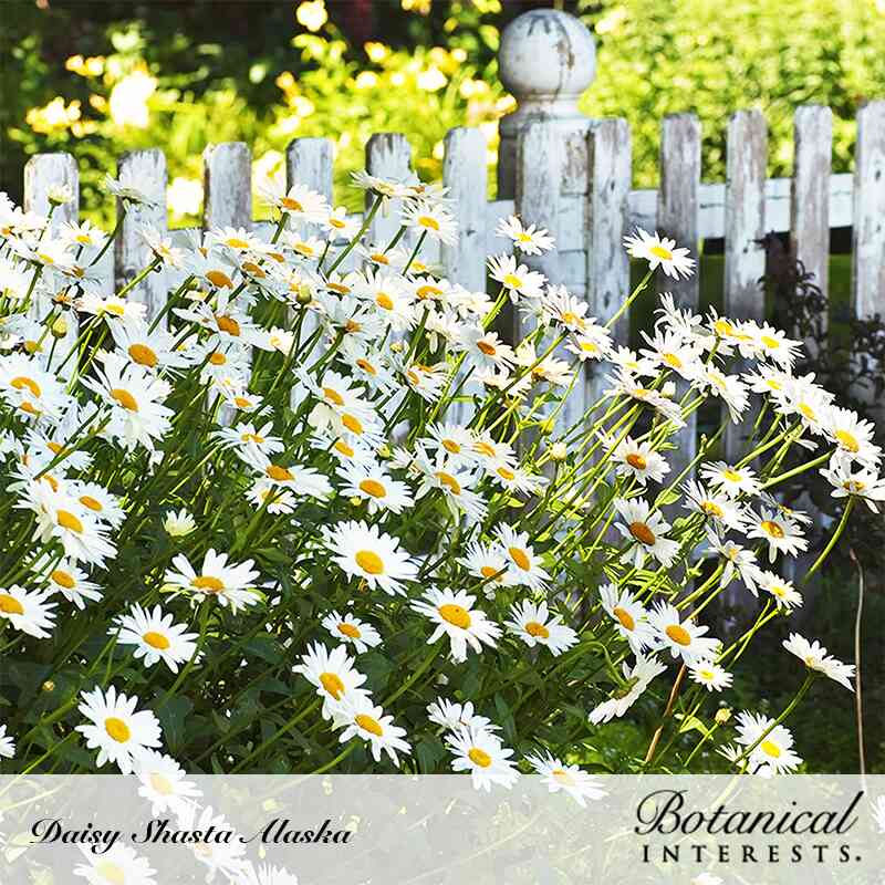 Alaska Shasta Daisy Seeds - Image 4