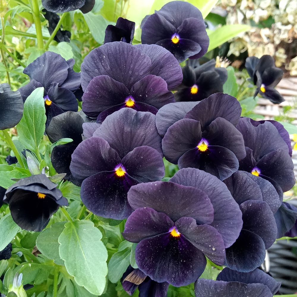 Back to Black Viola Seeds - Image 4