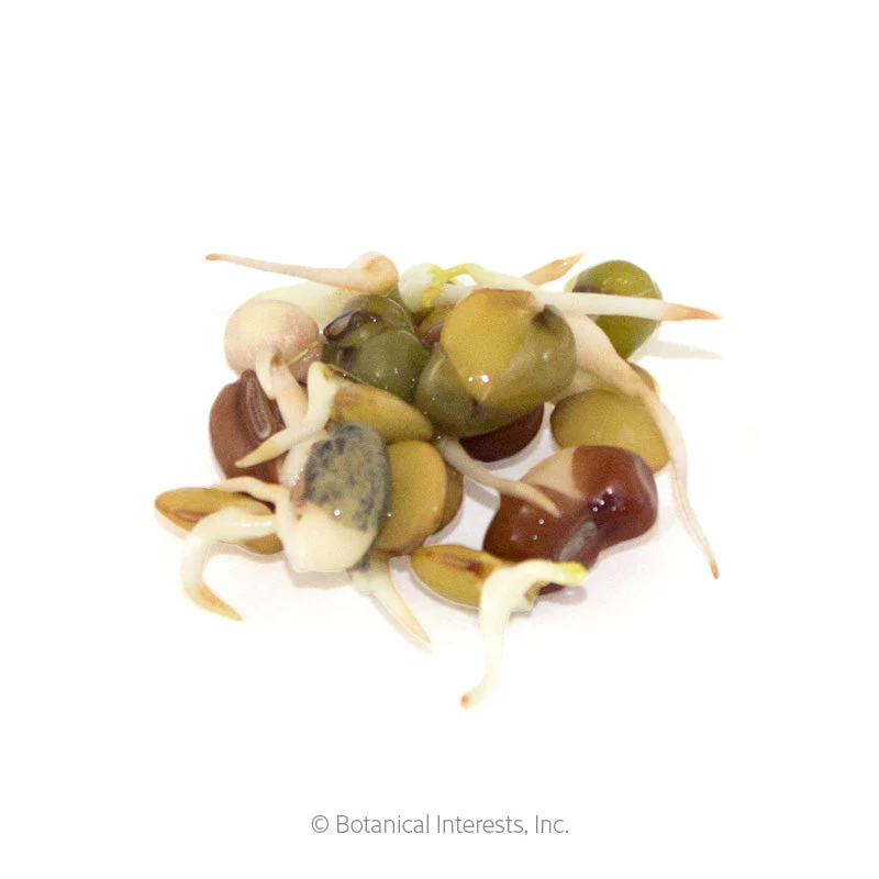 Bean Mix Sprouts Seeds - Image 3