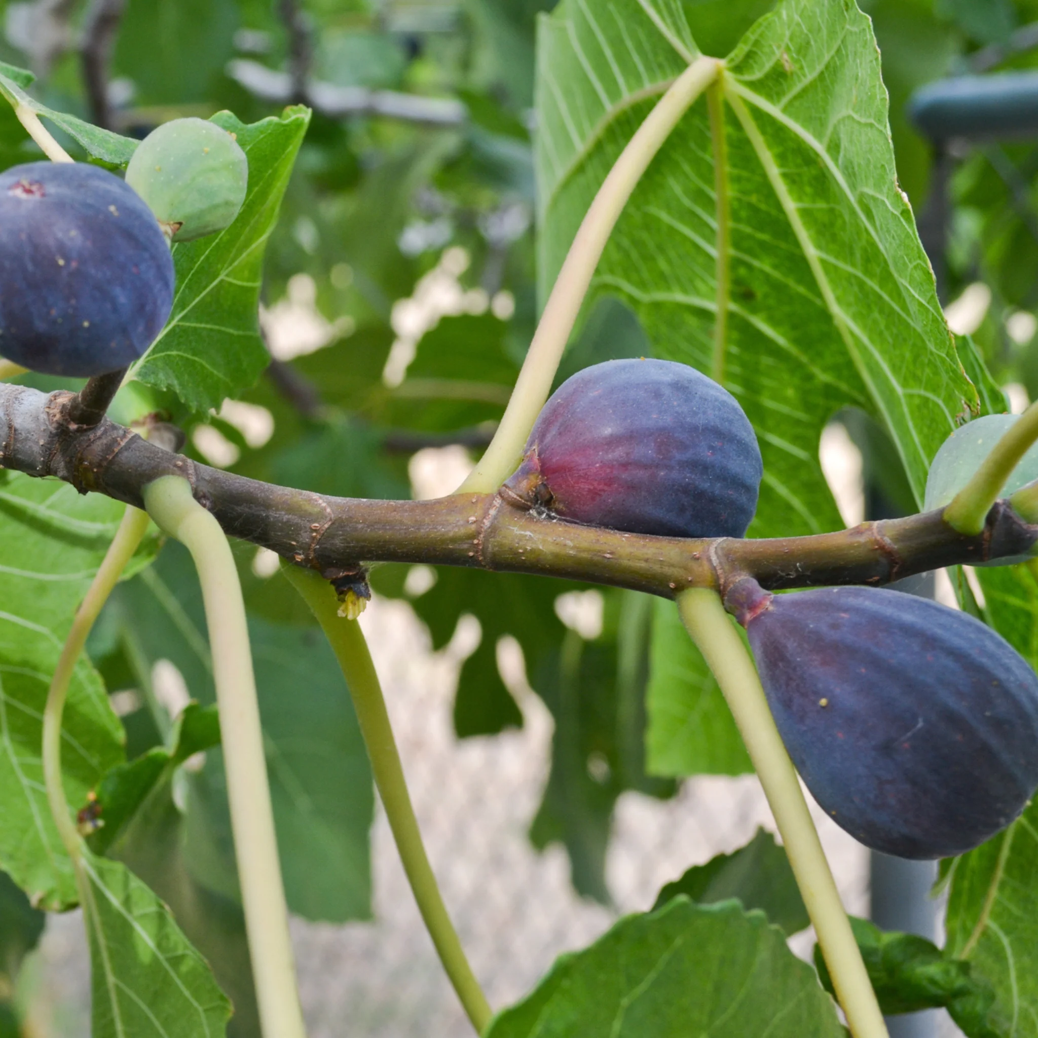 Black Mission Fig - Image 4