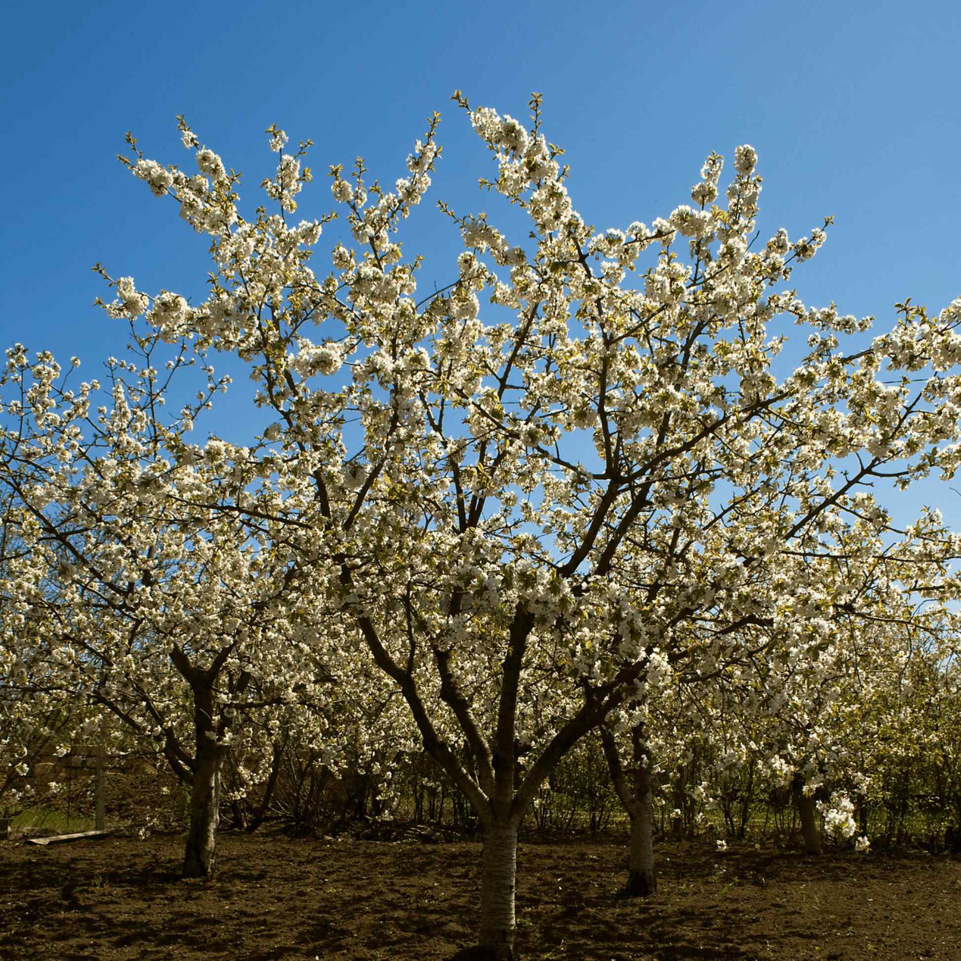 Black Tartarian Cherry Tree - Image 3