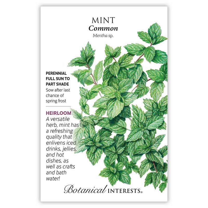 Common Mint Seeds - Image 3