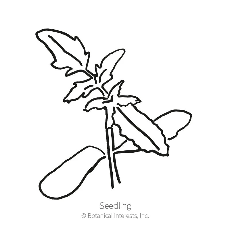 Chocolate Sprinkles Pole Cherry Tomato Seeds - Image 2