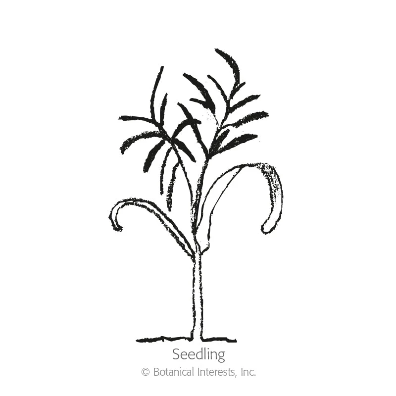Dragon Fennel Seeds - Image 2
