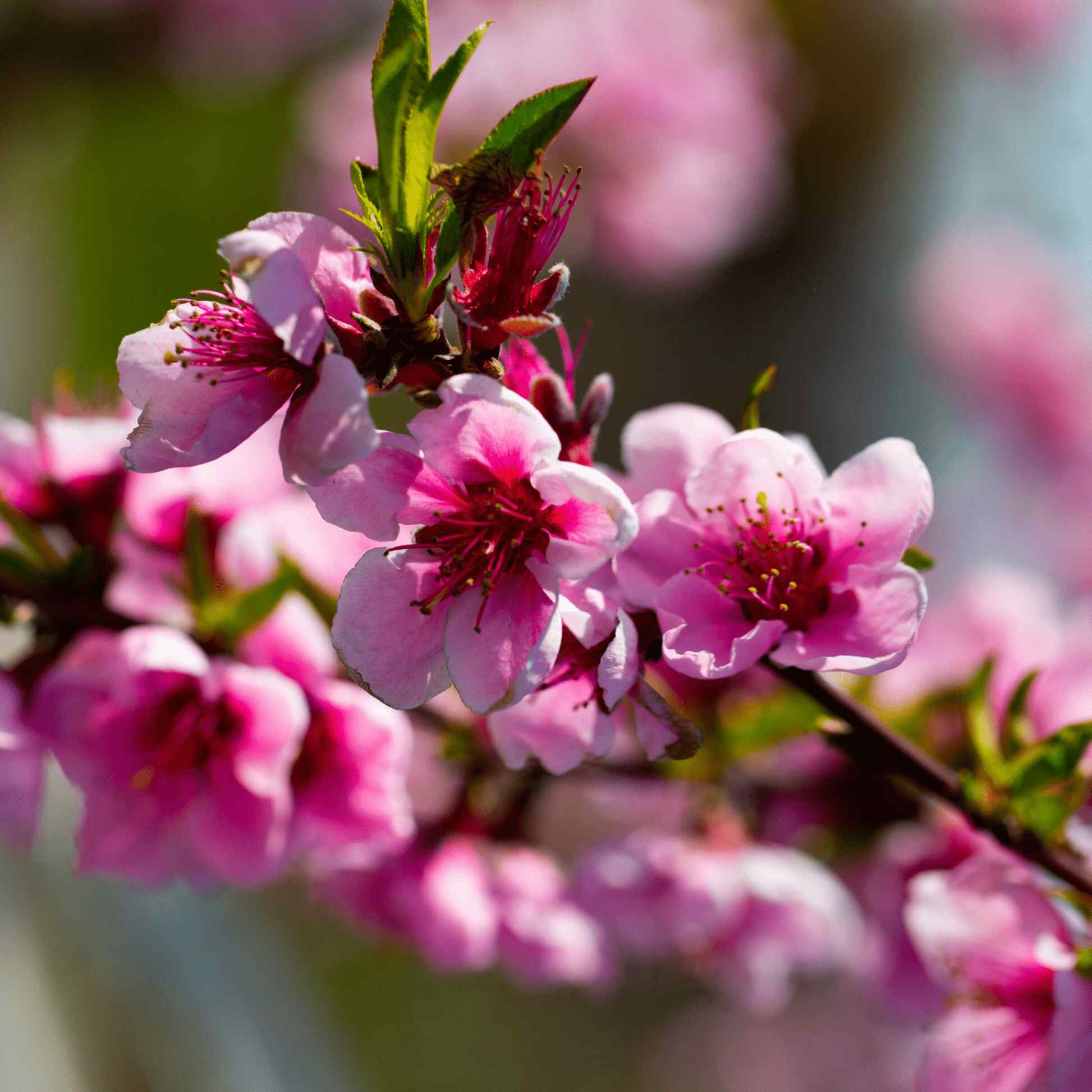Elberta Peach Tree - Image 3