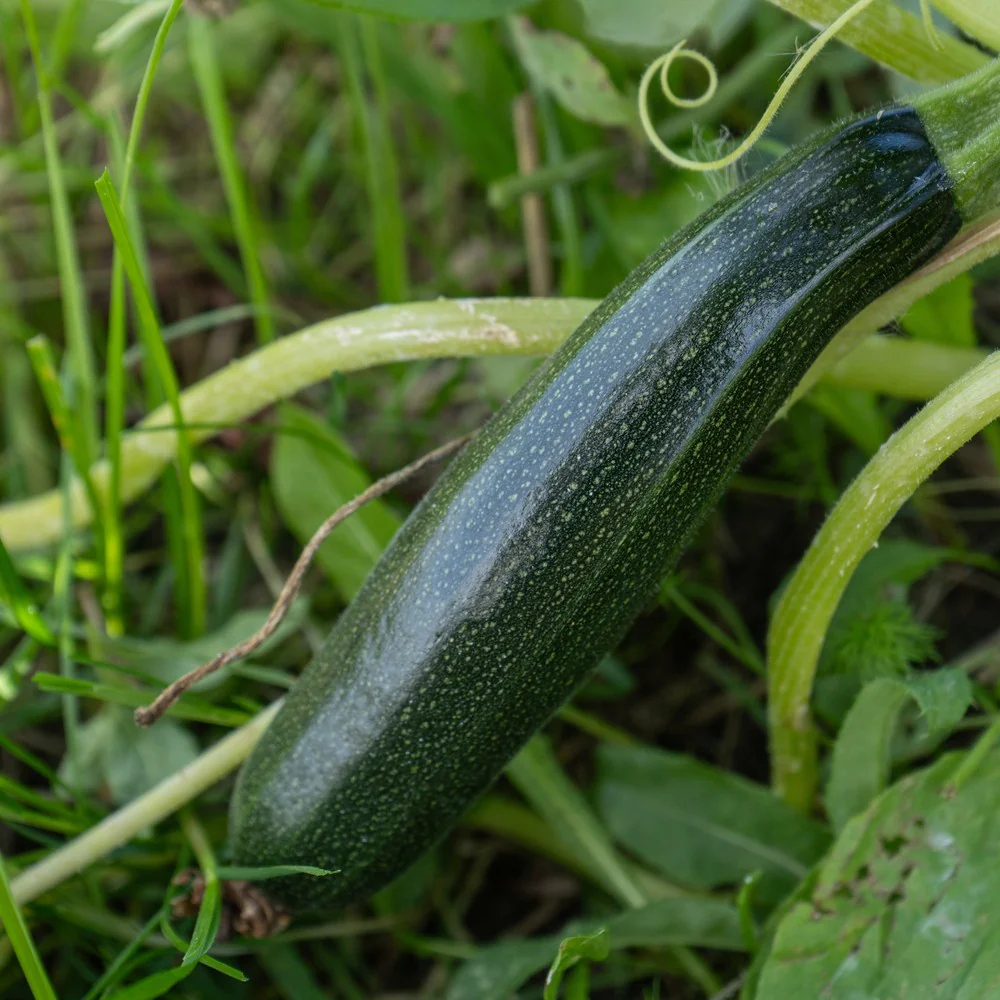 Emerald Delight Summer Squash Seeds - Image 4