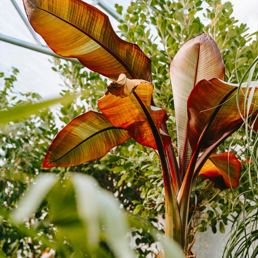 Ensete Banana - Image 3