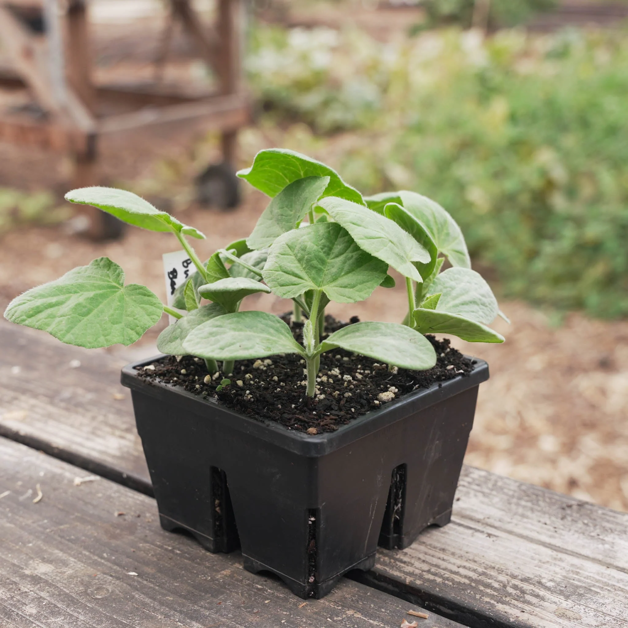 Epic 4-Cell Seed Starting Trays - Image 11