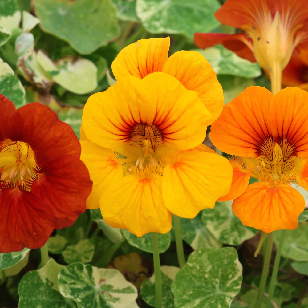 Fiesta Blend Nasturtium Seeds - Image 4