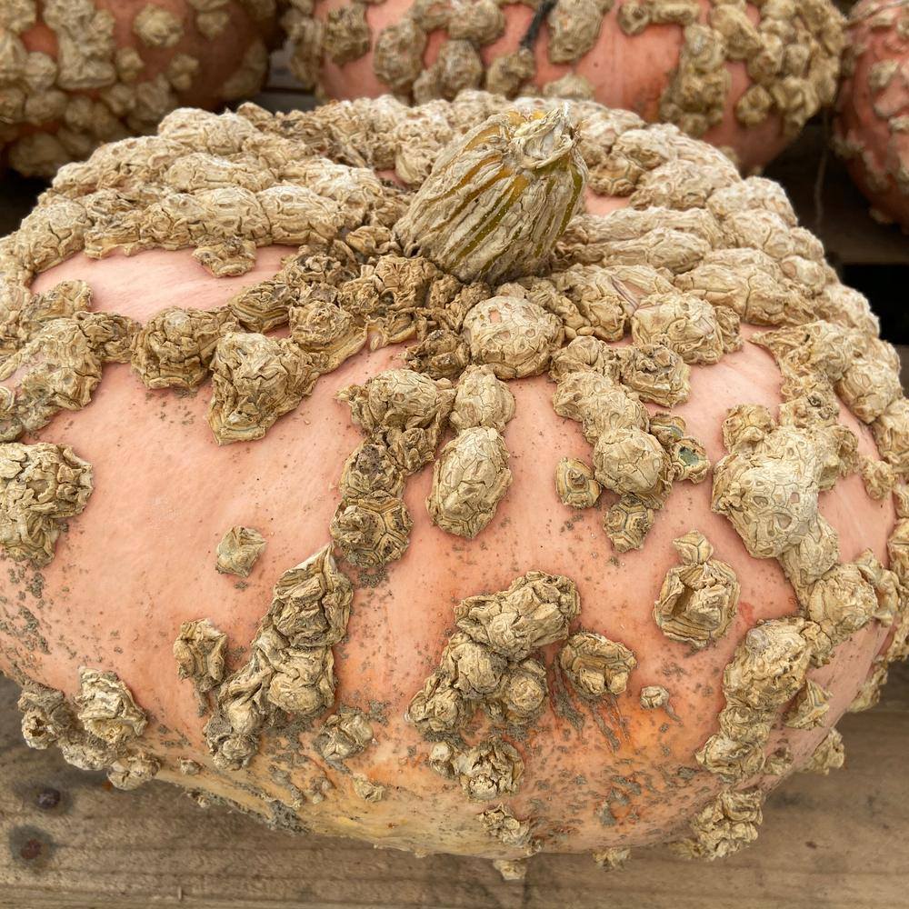 Galeux d'Eysines Pumpkin Seeds - Image 4