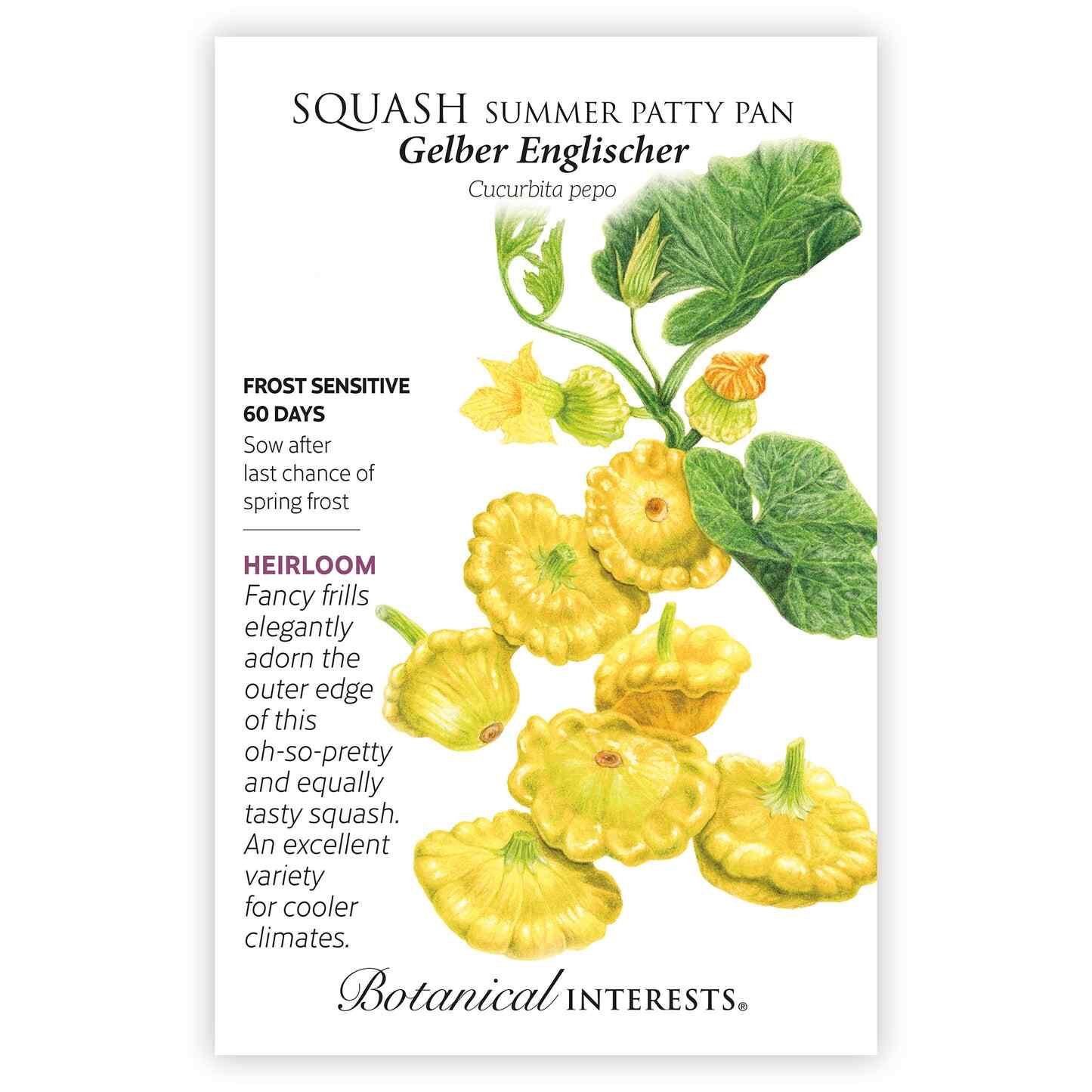 Gelber Englischer Summer (Patty Pan) Squash Seeds - Image 3
