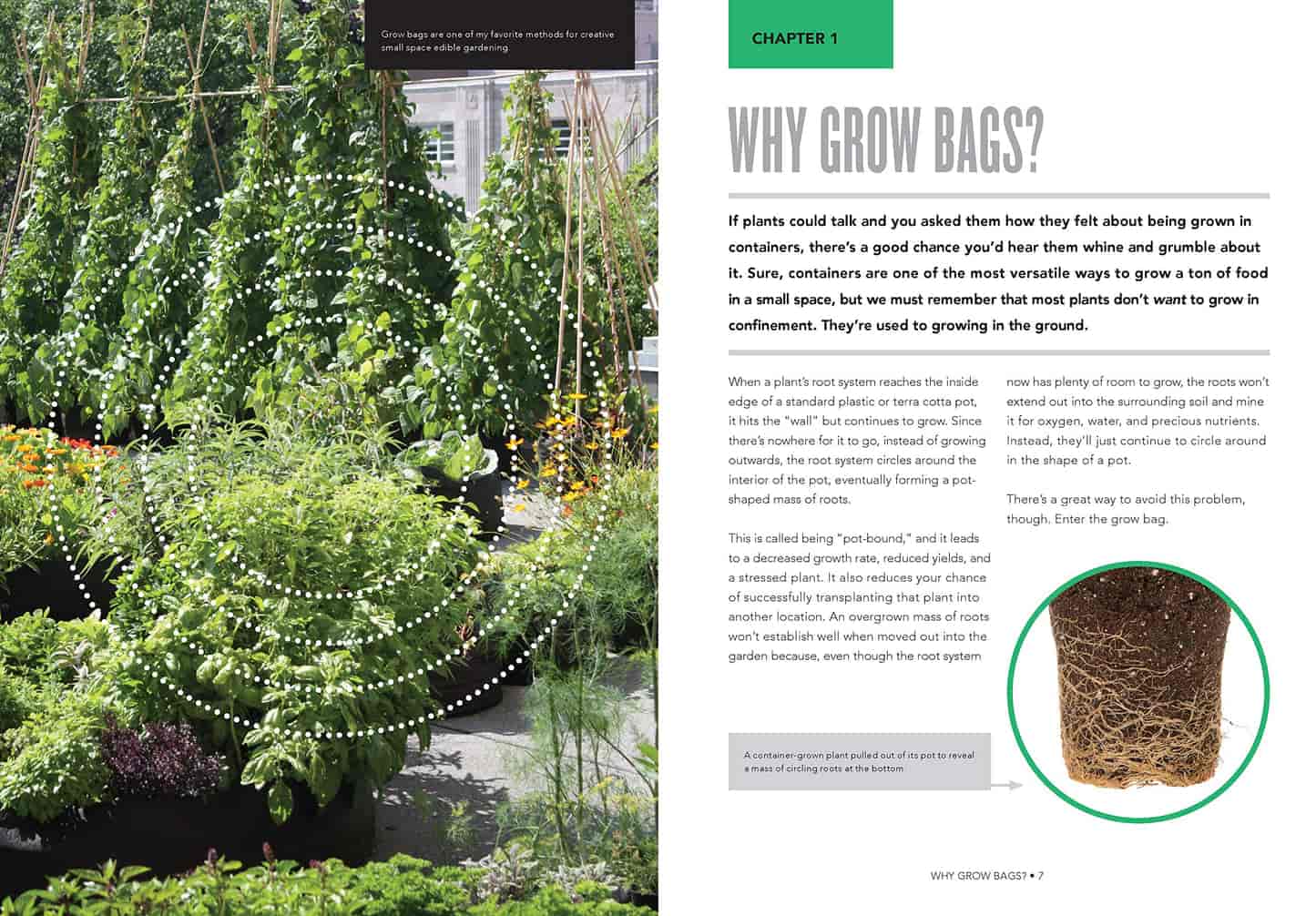 Grow Bag Gardening - Image 3
