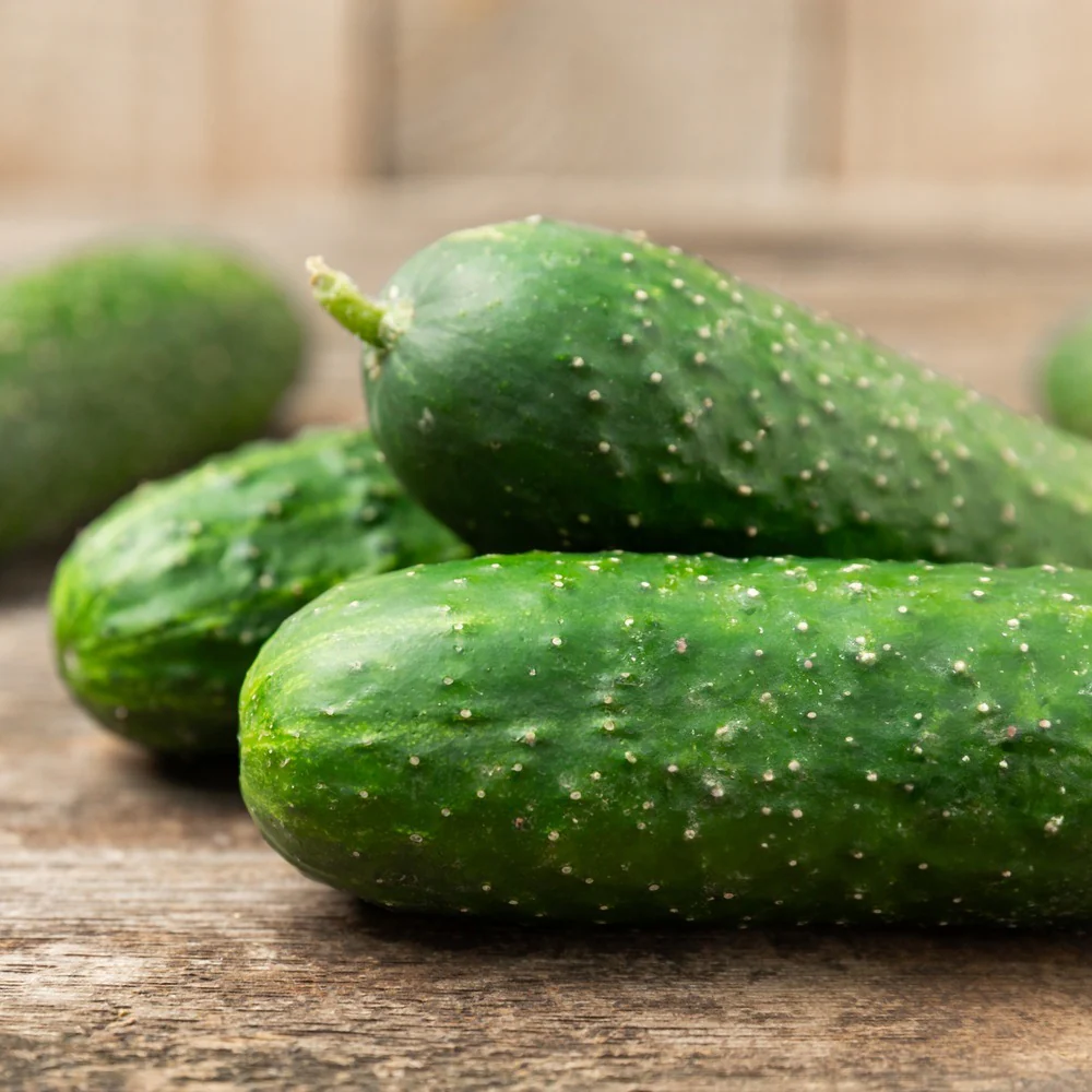 Hokus Gherkin Cucumber Seeds - Image 4