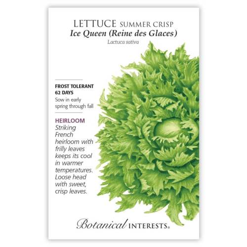 Ice Queen (Reine des Glaces) Crisphead Lettuce Seeds - Image 3