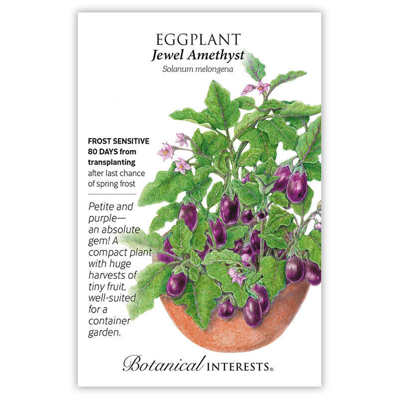 Jewel Amethyst Eggplant Seeds - Image 3