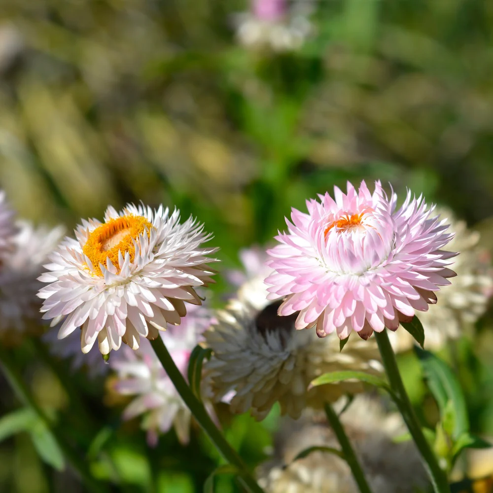 King Size Silvery Rose Strawflower Seeds - Image 4