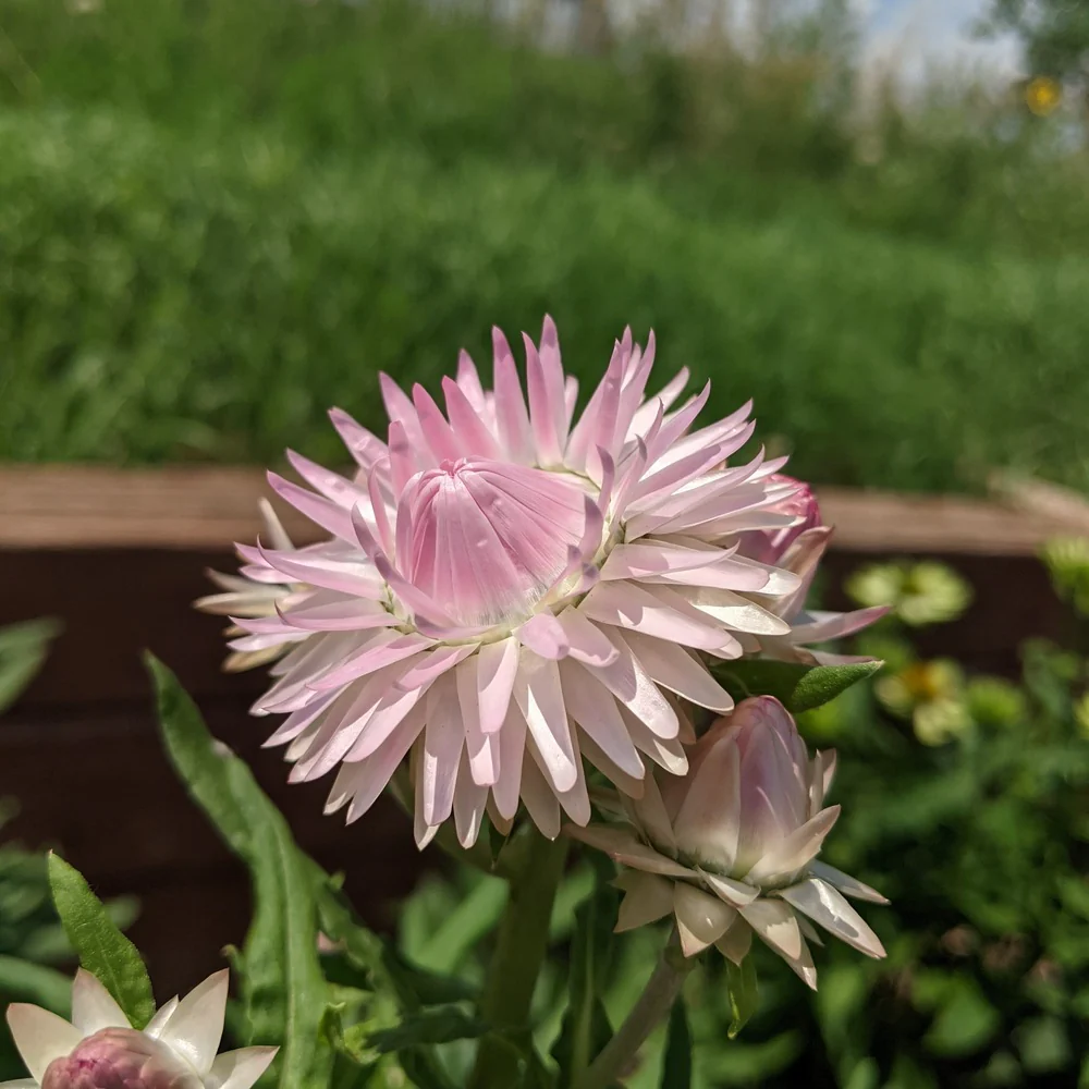 King Size Silvery Rose Strawflower Seeds - Image 5