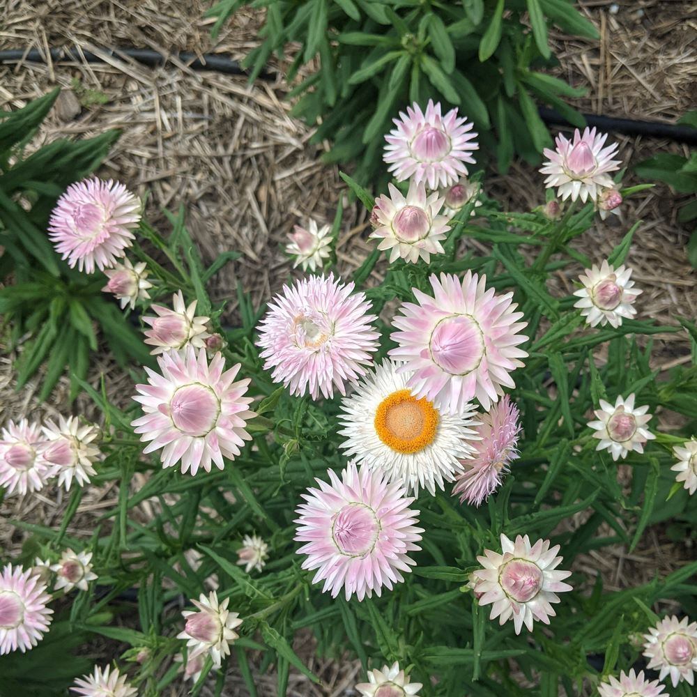 King Size Silvery Rose Strawflower Seeds - Image 7