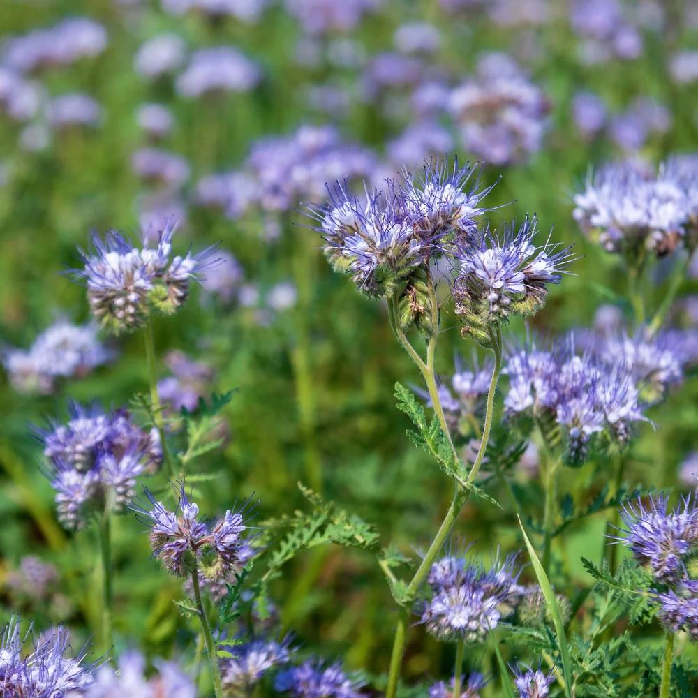 Lacy Phacelia Cover Crop Seeds - Image 4