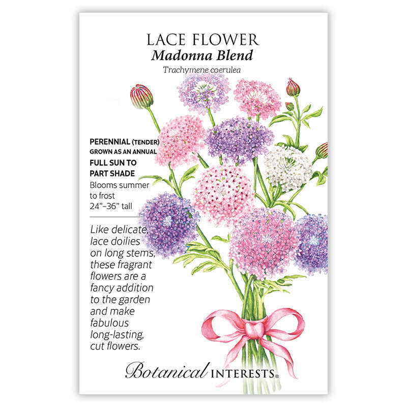 Madonna Blend Lace Flower Seeds - Image 3