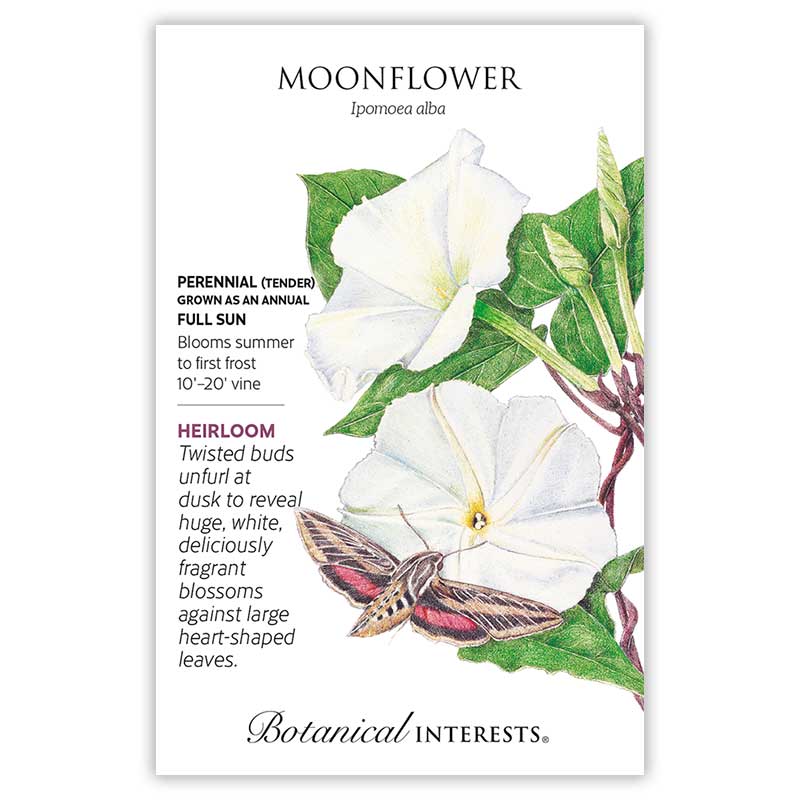 Moonflower Heirloom Seeds - Image 3