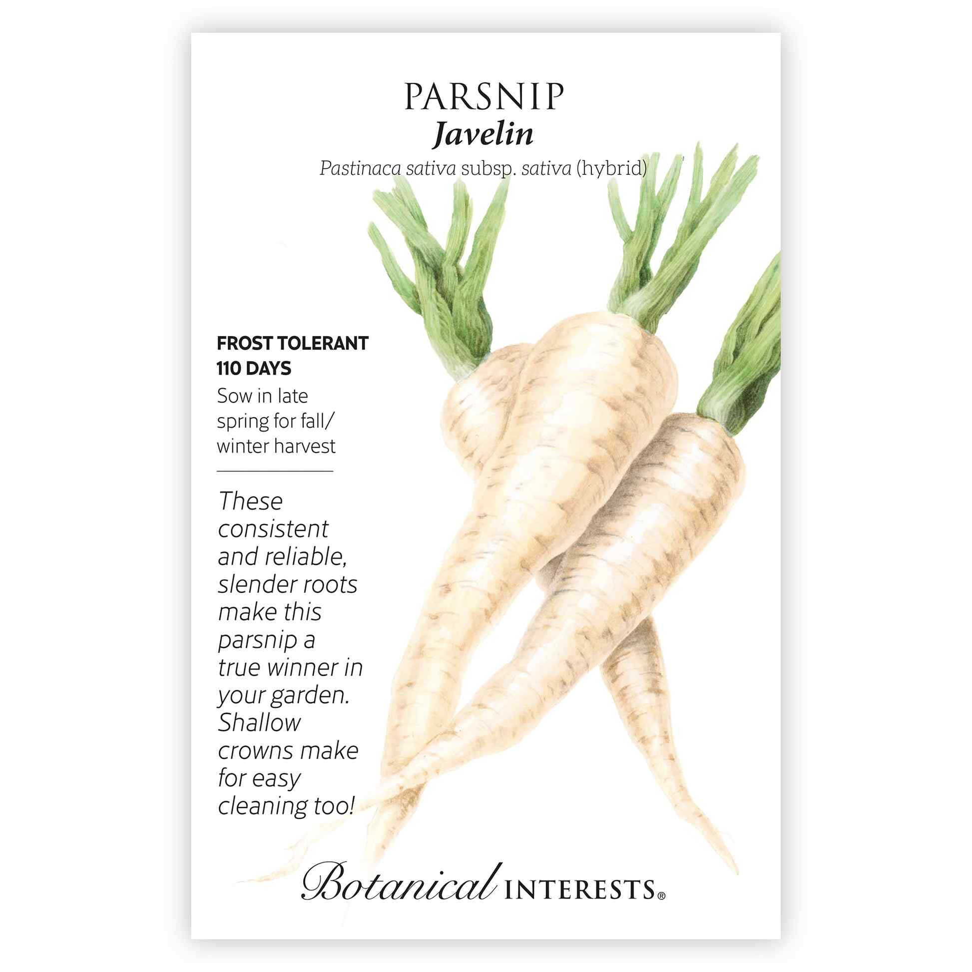 Javelin Parsnip Seeds - Image 3