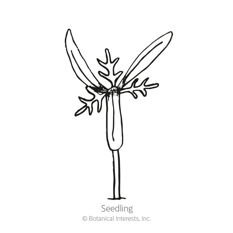 Sensation Blend Cosmos Seeds - Image 2