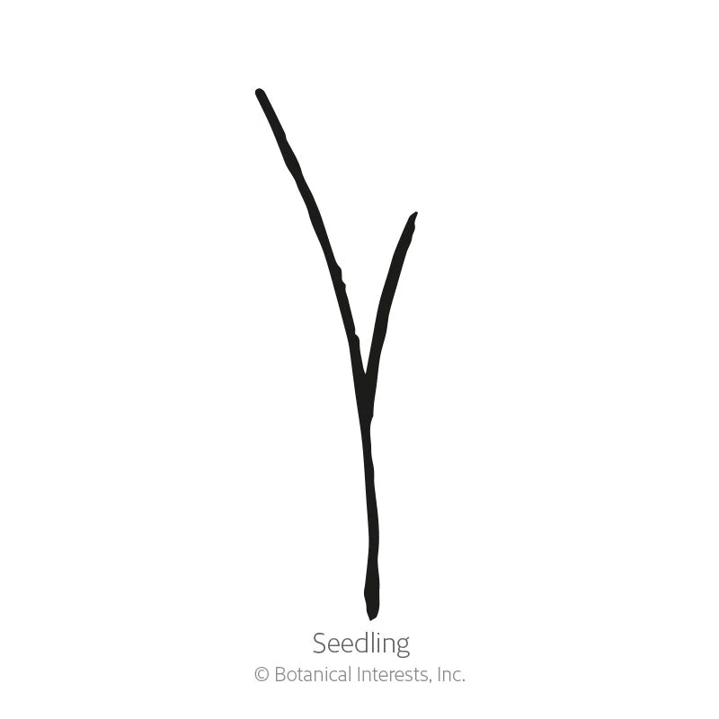 Soil Builder Peas and Oats Cover Crop Seeds - Image 3