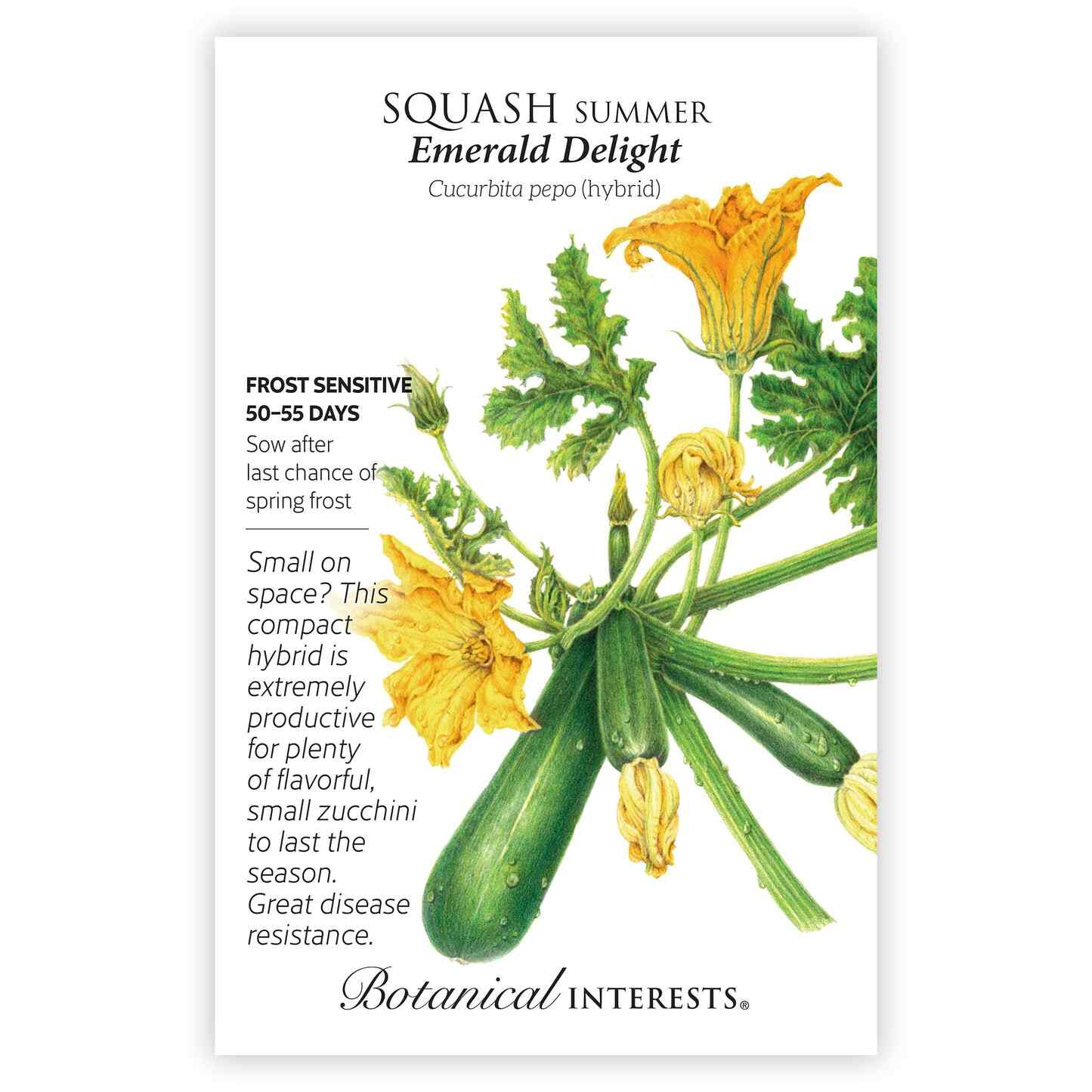 Emerald Delight Summer Squash Seeds - Image 3