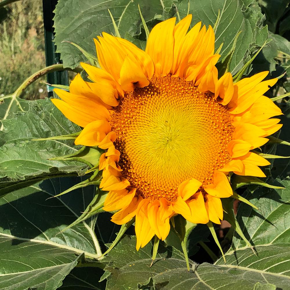Sunspot Dwarf Sunflower Seeds - Image 4