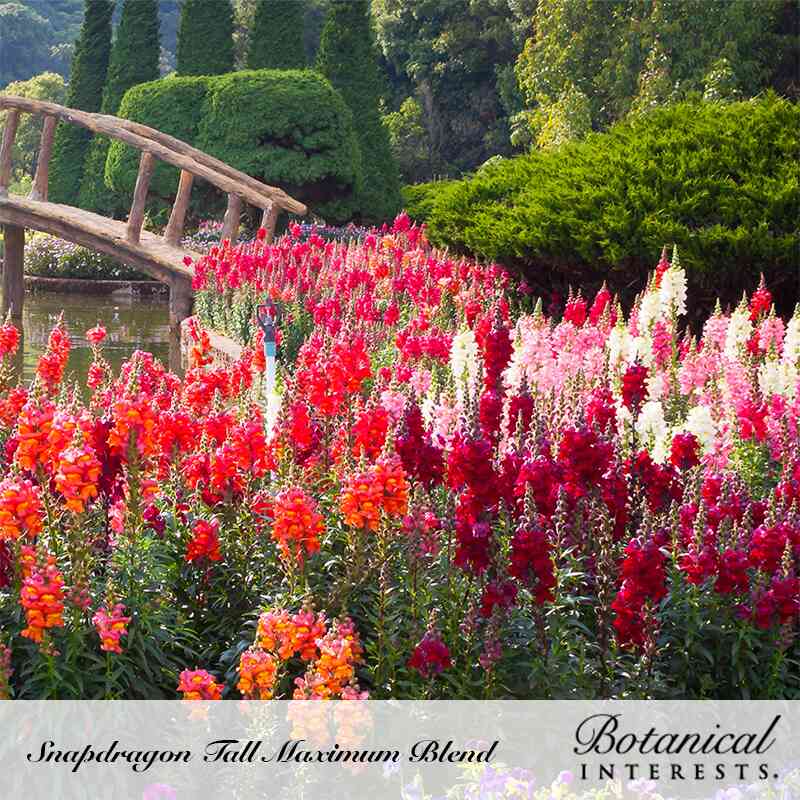 Tall Maximum Blend Snapdragon Seeds - Image 5