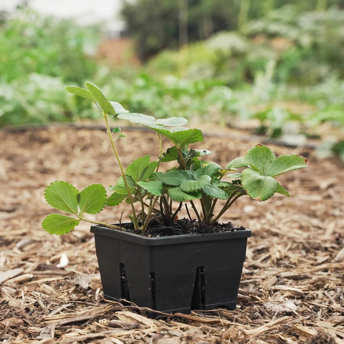 The Premium Seed Starting Kit - Image 10